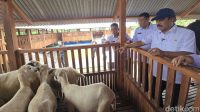 Menteri_Agus_Pantau_Program_Pangan_Nasional_Domba_Nusakambangan_Sehat