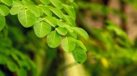 Rahasia_Daun_Kelor_Tinggikan_Badanmu_Secara_Alami