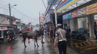 Sapi_Masuk_Minimarket_Depok_Polisi_Tangkap_Pelaku_Viral