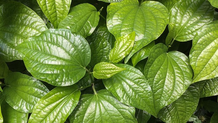 8 Manfaat Ajaib Daun Sirih: Herbal Kaya Khasiat Luar Biasa