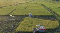 ADB Suntik Dana Rp656 Triliun: Ketahanan Pangan Asia Pasifik