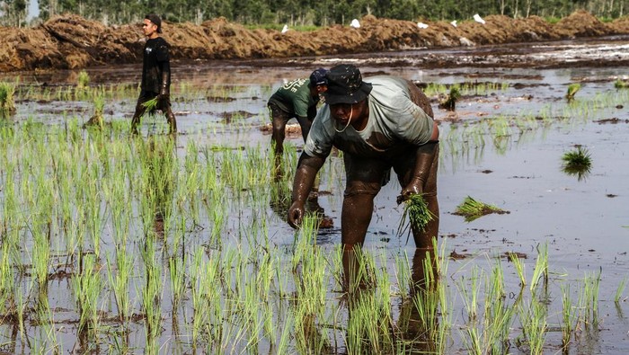 Agrinas Pangan: Peluncuran Baru, Krisis Anggaran Mengancam?