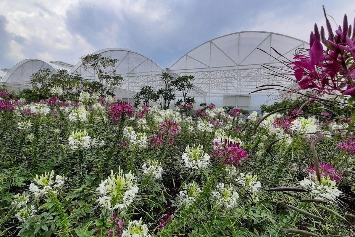 Batu Love Garden: Petualangan Romantis, Bunga & Unta Menanti