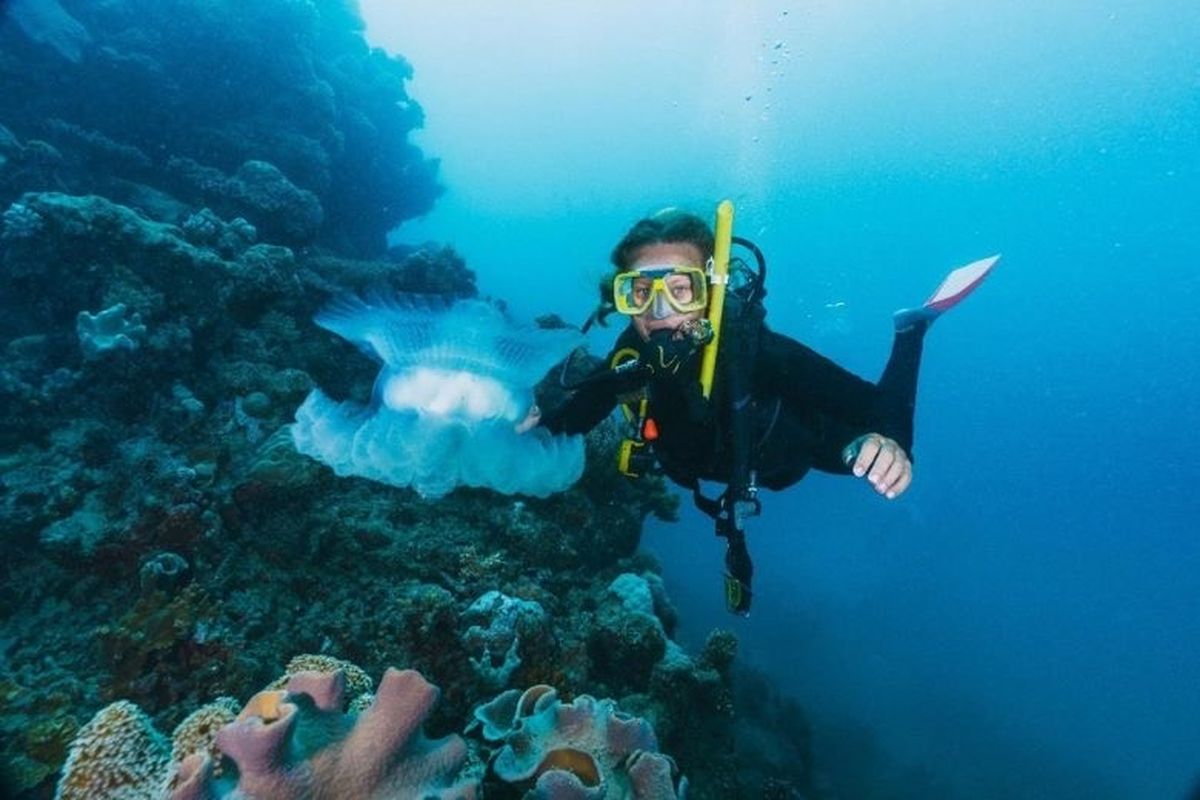 Biaya Lisensi Menyelam Pemula: Berapa Modal yang Dibutuhkan?