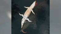 Buaya Raksasa Bawa Mangsa, Video Viral Gegerkan Medsos