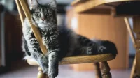 Diabetes pada Kucing & Anjing? Waspadai Gejalanya Sekarang!