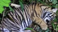 Dua Bayi Harimau Sumatra Lucu Lahir: Nunuk dan Ninik