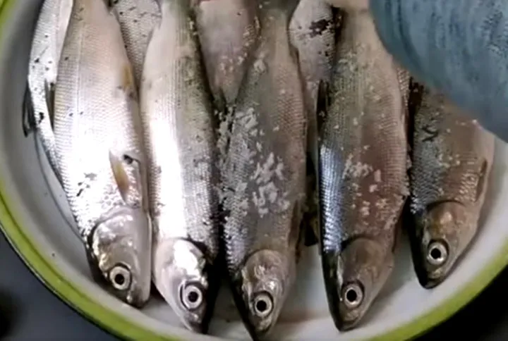 Harga Komoditas Gowa 17 Mei 2025: Bandeng Naik, Beras Turun!