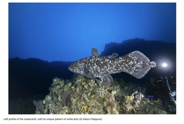 Ikan Purba Coelacanth Muncul! Penampakan Langka di Laut Maluku