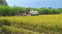 Indonesia Terapkan AI Belanda: Revolusi Pertanian Pintar Indonesia Terapkan AI Belanda: Revolusi Pertanian Pintar
