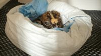 Kagu Langka Menetas! Saksikan Momen Ajaib Kelahiran Burung Endemik