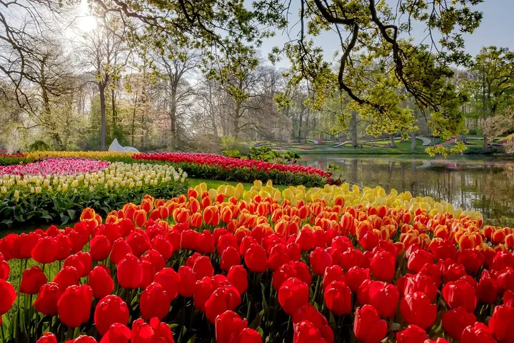 Keukenhof: Megahnya Tulip Belanda, Surga Warna-Warni yang Memukau