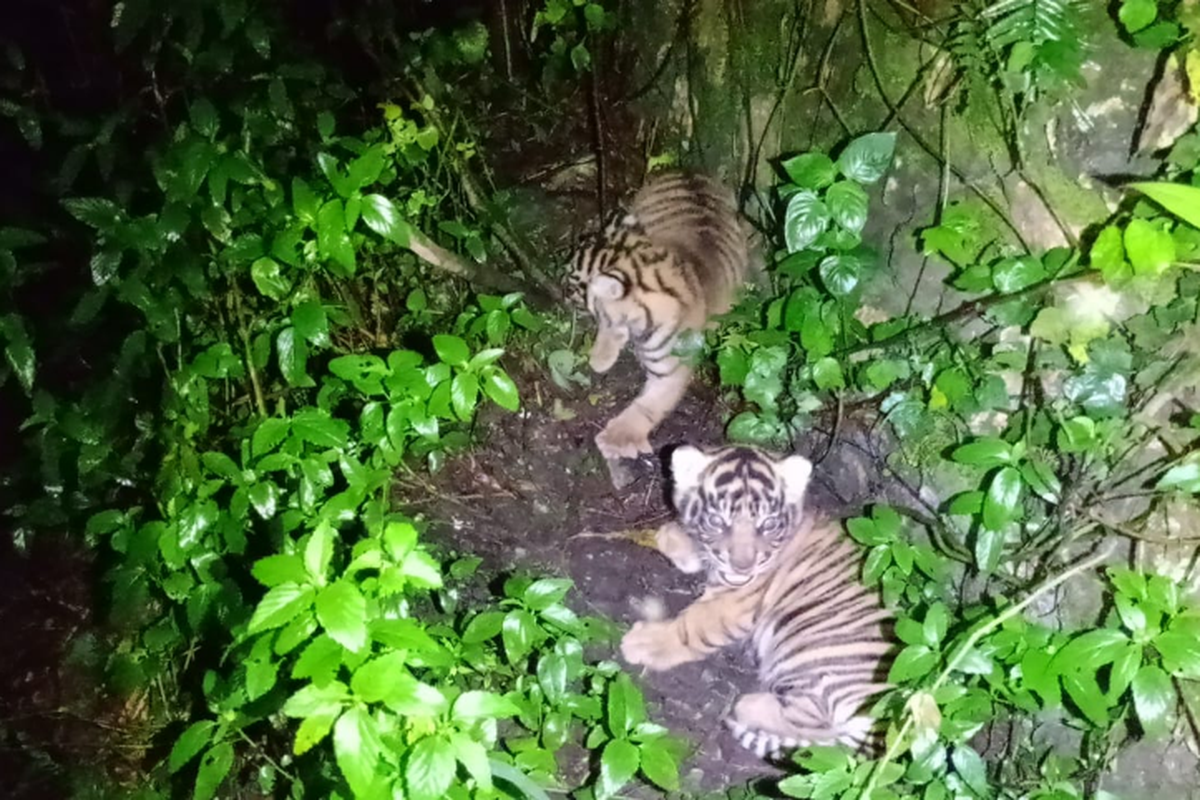 Kisah Inspiratif Nunuk & Ninik: Harimau Sumatera di Barumun