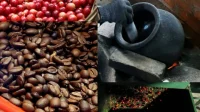 Kopi Toraja Kembali Berjaya: Kisah Inspiratif Wanita Pegunungan Kandora