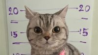 Kucing Imut Ditangkap Polisi? Long Weekend Mei Bikin Gemas!
