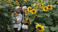 Ladang Bunga Matahari Batu: Destinasi Wisata Musim Panen