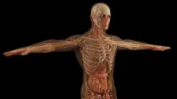 Organ Buatan: Revolusi Medis yang Selamatkan Nyawa Anda