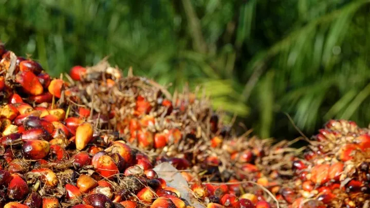 Produksi Sawit Sumbar Melonjak: PSR, Pupuk, dan Sarpras Dorong Petani