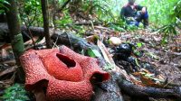 Rafflesia Arnoldii Mekar: Keajaiban Langka di Hutan Kalipuro