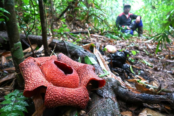 Rafflesia Arnoldii Mekar: Keajaiban Langka di Hutan Kalipuro
