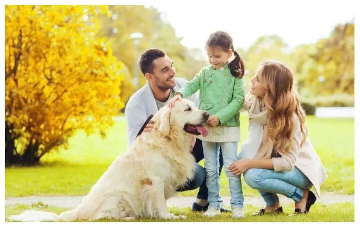 Rahasia Hewan: Pahamkah Mereka Bahasa Manusia? Temukan Jawabannya!