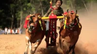 Saksikan Kehebohan Karapan Sapi Madura: Tradisi Unik Penuh Semangat