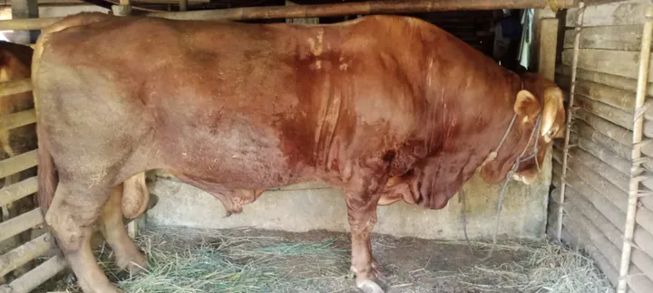 Sapi Raksasa 1,06 Ton, Kurban Prabowo Subianto di Purbalingga