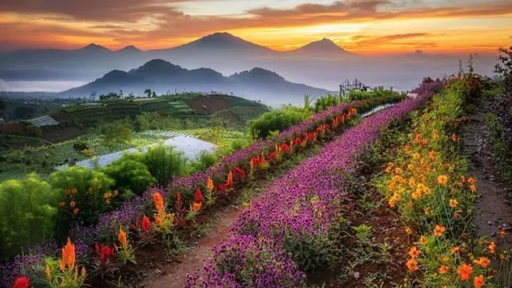 Silancur Highland Magelang: Petualangan Negeri di Atas Awan