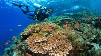 Takut Air? Diving Tetap Bisa, Begini Caranya!