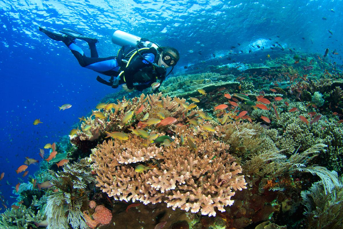Takut Air? Diving Tetap Bisa, Begini Caranya!