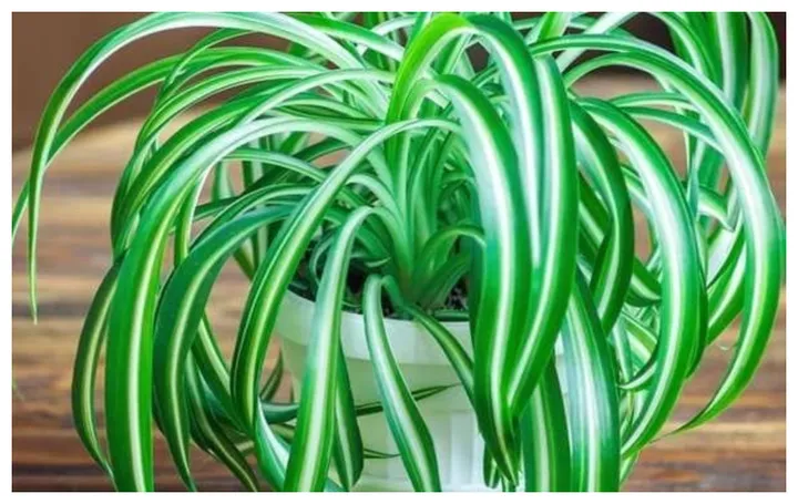 Tanaman Laba-Laba: 7 Manfaat Ajaib, Pembersih Udara Super Mudah