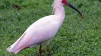 Temukan Keanekaragaman Hayati Indonesia: Spesies Burung Baru Ditemukan!