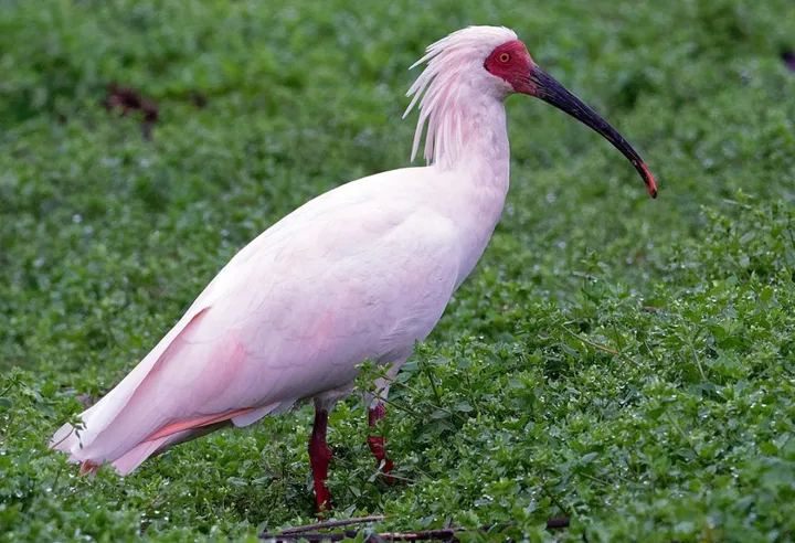Temukan Keanekaragaman Hayati Indonesia: Spesies Burung Baru Ditemukan!