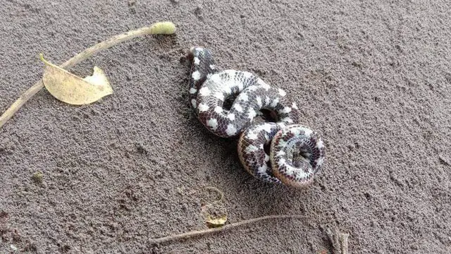 Ular Kepala Dua: Misteri Hewan Langka yang Masih Hidup