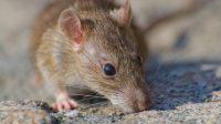 Waspada! 6 Persembunyian Tikus di Rumah, Temukan & Basmi Sekarang