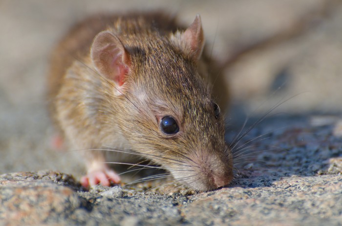 Waspada! 6 Persembunyian Tikus di Rumah, Temukan & Basmi Sekarang
