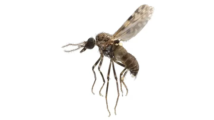 Waspada Virus Oropouche Brasil, Ancaman Nyata Indonesia?