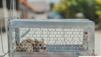 Basmi Tikus Selamanya? 7 Cara Ampuh Usir Tikus Total