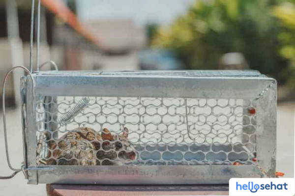 Basmi Tikus Selamanya? 7 Cara Ampuh Usir Tikus Total