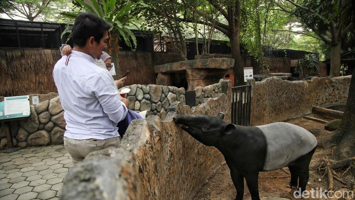 Jelajahi Faunaland Ancol: 8 Tips Seru Saat Hujan