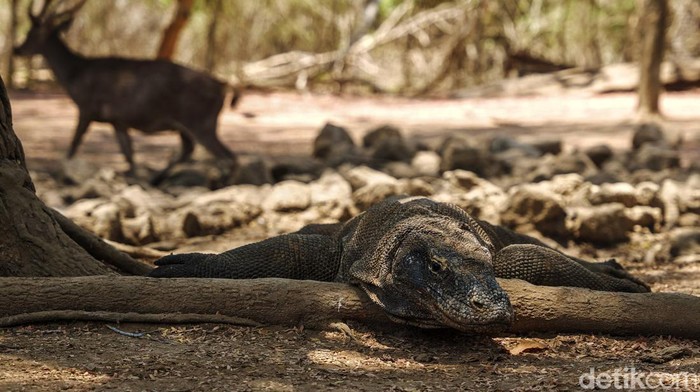 Komodo vs Raja Ampat: Surga Mana yang Lebih Memukau?