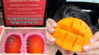 Mangga Jepang Premium Rp 3,5 Juta: Rasa Luar Biasa?