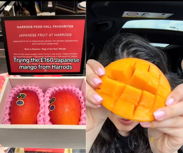Mangga Jepang Premium Rp 3,5 Juta: Rasa Luar Biasa?