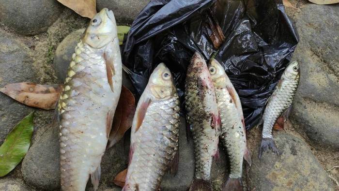 Misteri Kematian Massal Ikan Kampung Naga: Penyebabnya Apa?